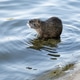 Small animal or muskrat stands on the edge of water at a lake in the afternoon sunlight Small animal or muskrat stands on the edge of water at a lake in the afternoon sunlight - PhotoDune Item for Sale