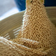 dense male date palm flower cluster (Phoenix dactylifera) in a basket. Detailed natural texture of p dense male date palm flower cluster (Phoenix dactylifera) in a basket. Detailed natural texture of p - PhotoDune Item for Sale