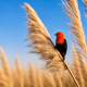 Scarlet-Headed Blackbird Perched on Pampas Grass at Golden Light Scarlet-Headed Blackbird Perched on Pampas Grass at Golden Light - PhotoDune Item for Sale