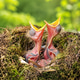 Hungry Nestlings Reaching Skyward in a Mossy Forest Nest Hungry Nestlings Reaching Skyward in a Mossy Forest Nest - PhotoDune Item for Sale