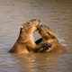 Affectionate Capybaras in Water – Wildlife Bonding Moment Affectionate Capybaras in Water – Wildlife Bonding Moment - PhotoDune Item for Sale