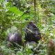 Dominant Silverback Gorilla Kabukojo in Bwindi Impenetrable Forest, Uganda Dominant Silverback Gorilla Kabukojo in Bwindi Impenetrable Forest, Uganda - PhotoDune Item for Sale