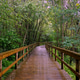 Wooden Boardwalk Through Lush Green Forest at Passadicos do Rio Uima Wooden Boardwalk Through Lush Green Forest at Passadicos do Rio Uima - PhotoDune Item for Sale