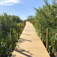 Wooden Boardwalk Through Lush Green Marshland in Portugal Wooden Boardwalk Through Lush Green Marshland in Portugal - PhotoDune Item for Sale