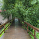 Wooden Boardwalk Through Lush Green Forest in Passadicos do Rio Uima Portugal Wooden Boardwalk Through Lush Green Forest in Passadicos do Rio Uima Portugal - PhotoDune Item for Sale