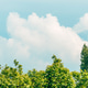 Green treetops, white clouds and blue sky are perfect background for nature and environment concept Green treetops, white clouds and blue sky are perfect background for nature and environment concept - PhotoDune Item for Sale