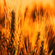 Ripening ears of common wheat (Triticum aestivum) cultivated crops in field Ripening ears of common wheat (Triticum aestivum) cultivated crops in field - PhotoDune Item for Sale