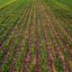Aerial shot of cultivated corn crop field in diminishing perspective Aerial shot of cultivated corn crop field in diminishing perspective - PhotoDune Item for Sale