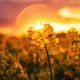 Blooming oilseed rape canola crop plantation field in sunset Blooming oilseed rape canola crop plantation field in sunset - PhotoDune Item for Sale