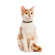 Ginger and white cat wearing black collar looking up Ginger and white cat wearing black collar looking up - PhotoDune Item for Sale