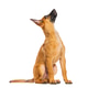 Belgian malinois puppy sitting looking up attentively Belgian malinois puppy sitting looking up attentively - PhotoDune Item for Sale