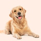 Golden retriever dog lying down with happy expression Golden retriever dog lying down with happy expression - PhotoDune Item for Sale