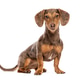 Dapple dachshund dog sitting looking at camera Dapple dachshund dog sitting looking at camera - PhotoDune Item for Sale