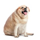 Overweight fat labrador retriever dog sitting and panting, isolated on white background Overweight fat labrador retriever dog sitting and panting, isolated on white background - PhotoDune Item for Sale