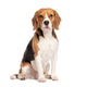 Beagle dog sitting on white background looking forward Beagle dog sitting on white background looking forward - PhotoDune Item for Sale