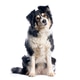 Border collie dog sitting and tilting its head on white background Border collie dog sitting and tilting its head on white background - PhotoDune Item for Sale