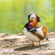 A beautiful male mandarin duck, close-up photo. Nature and wild birds A beautiful male mandarin duck, close-up photo. Nature and wild birds - PhotoDune Item for Sale