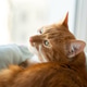 A ginger cat lies and looks out the window. Home comfort and a quiet atmosphere. A ginger cat lies and looks out the window. Home comfort and a quiet atmosphere. - PhotoDune Item for Sale