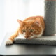 A ginger cat lies on the table, observing the room. Domestic cats in an apartment. A ginger cat lies on the table, observing the room. Domestic cats in an apartment. - PhotoDune Item for Sale