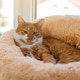 A portrait of a beautiful ginger domestic cat lying on an orange bed at home. Animals and pets A portrait of a beautiful ginger domestic cat lying on an orange bed at home. Animals and pets - PhotoDune Item for Sale