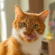 A ginger cat licking its tongue. A hungry cat. The appetite of a domestic cat. A ginger cat licking its tongue. A hungry cat. The appetite of a domestic cat. - PhotoDune Item for Sale