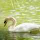 A white swan swims in a city lake on a spring day. A white swan swims in a city lake on a spring day. - PhotoDune Item for Sale