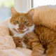 A beautiful ginger domestic cat lies in a soft bed. Pets and comfort A beautiful ginger domestic cat lies in a soft bed. Pets and comfort - PhotoDune Item for Sale