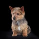 Sitting beautiful Norwich Terrier dog Sitting beautiful Norwich Terrier dog - PhotoDune Item for Sale