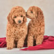 Two cute poodle puppies sitting on red fabric Two cute poodle puppies sitting on red fabric - PhotoDune Item for Sale