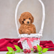 Sttudio shot of toy poodle puppy sitting in a basket Sttudio shot of toy poodle puppy sitting in a basket - PhotoDune Item for Sale