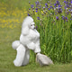 White poodle standing near purple iris flowers White poodle standing near purple iris flowers - PhotoDune Item for Sale