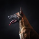 Studio close up shot of Belgian Shepherd dog Studio close up shot of Belgian Shepherd dog - PhotoDune Item for Sale