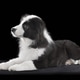 Studio close up shot of border collie puppy Studio close up shot of border collie puppy - PhotoDune Item for Sale