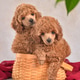 Two apricot poodle puppies sitting in a basket Two apricot poodle puppies sitting in a basket - PhotoDune Item for Sale