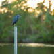 Little blue heron bird perching near lake water in Florida wetland Little blue heron bird perching near lake water in Florida wetland - PhotoDune Item for Sale