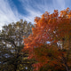 Colorful autumn nature. Colorful autumn nature. - PhotoDune Item for Sale