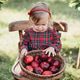 Child picking apples on farm in autumn. Little girl playing in apple tree orchard. Healthy nutrition Child picking apples on farm in autumn. Little girl playing in apple tree orchard. Healthy nutrition - PhotoDune Item for Sale