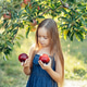 Child picking apples on farm in autumn. Little girl playing in apple tree orchard. Healthy nutrition Child picking apples on farm in autumn. Little girl playing in apple tree orchard. Healthy nutrition - PhotoDune Item for Sale