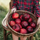 Child picking apples on farm in autumn. Little girl playing in apple tree orchard. Healthy nutrition Child picking apples on farm in autumn. Little girl playing in apple tree orchard. Healthy nutrition - PhotoDune Item for Sale