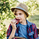 Child picking apples on farm in autumn. Child picking apples on farm in autumn. - PhotoDune Item for Sale