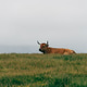 Brown cow grazing fresh green grass on pasture Brown cow grazing fresh green grass on pasture - PhotoDune Item for Sale