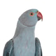 Rose-ringer parakeet in studio Rose-ringer parakeet in studio - PhotoDune Item for Sale