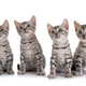 Bengal Kitten in Studio Bengal Kitten in Studio - PhotoDune Item for Sale