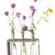 Plant in Test Tube Plant in Test Tube - PhotoDune Item for Sale
