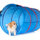 Puppy Chihuahua in Studio Puppy Chihuahua in Studio - PhotoDune Item for Sale