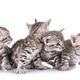 Bengal Kitten in Studio Bengal Kitten in Studio - PhotoDune Item for Sale