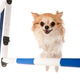 Jumping Chihuahua in Studio Jumping Chihuahua in Studio - PhotoDune Item for Sale