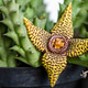 Exotic Stapelia Flower Blooming Among Succulent Stems in Black Pot Close-Up Exotic Stapelia Flower Blooming Among Succulent Stems in Black Pot Close-Up - PhotoDune Item for Sale