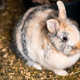 Close Up Portrait of a Cute Lionhead Rabbit Resting in its Hutch Close Up Portrait of a Cute Lionhead Rabbit Resting in its Hutch - PhotoDune Item for Sale