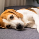 Senior Beagle Dog Resting its Head on a Blue Couch Armrest Senior Beagle Dog Resting its Head on a Blue Couch Armrest - PhotoDune Item for Sale